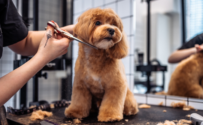 preliminary-dog-grooming